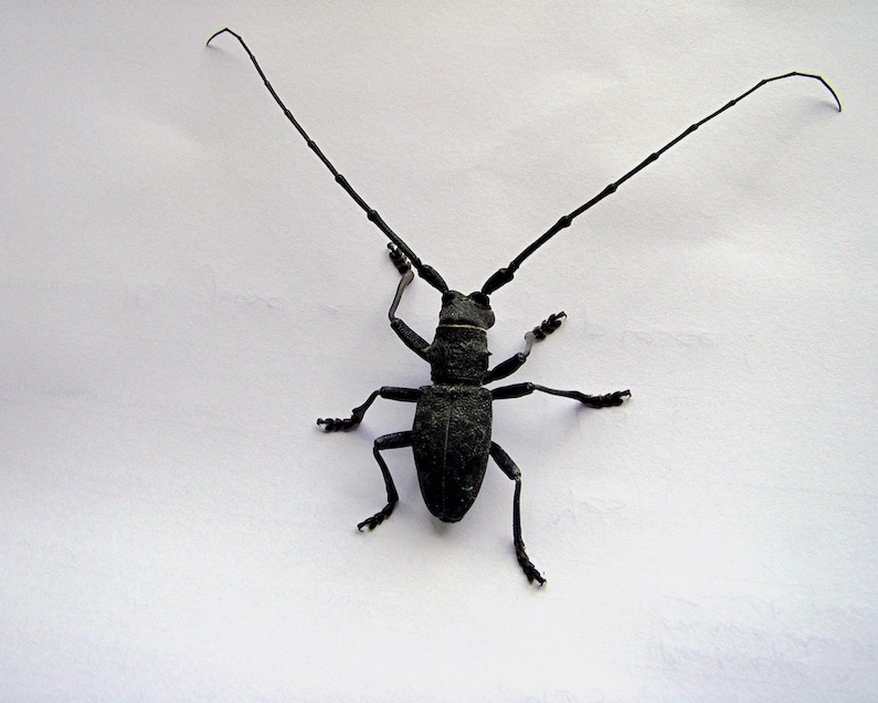 longhorn beetle